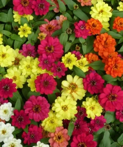 250 Mixed Zinnia Linearis Angustifolia Seeds - Classic Narrow Leaf Flower - Image 2