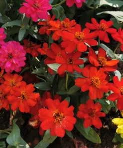 250 Mixed Zinnia Linearis Angustifolia Seeds - Classic Narrow Leaf Flower - Image 3