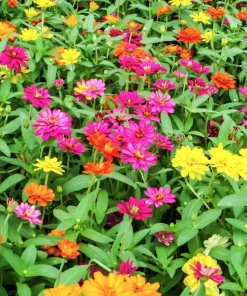 250 Mixed Zinnia Linearis Angustifolia Seeds - Classic Narrow Leaf Flower - Image 4