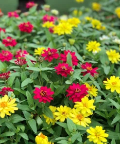250 Mixed Zinnia Linearis Angustifolia Seeds - Classic Narrow Leaf Flower - Image 5