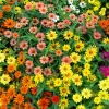 250 Mixed Zinnia Linearis Angustifolia Seeds - Classic Narrow Leaf Flower - Image 1