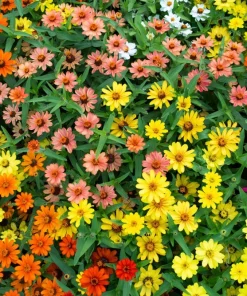 250 Mixed Zinnia Linearis Angustifolia Seeds - Classic Narrow Leaf Flower - Image 1