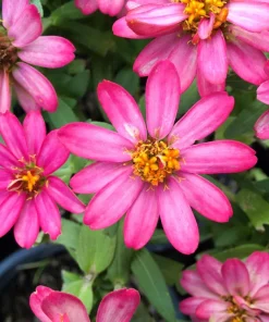 250 Mixed Zinnia Linearis Angustifolia Seeds - Classic Narrow Leaf Flower - Image 6
