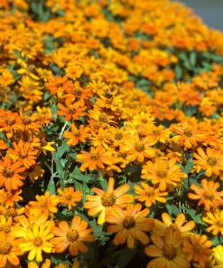 250 Mixed Zinnia Linearis Angustifolia Seeds - Classic Narrow Leaf Flower - Image 7