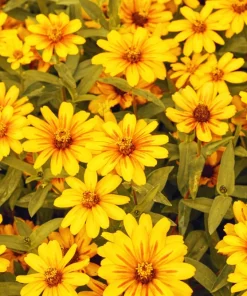 250 Mixed Zinnia Linearis Angustifolia Seeds - Classic Narrow Leaf Flower - Image 8