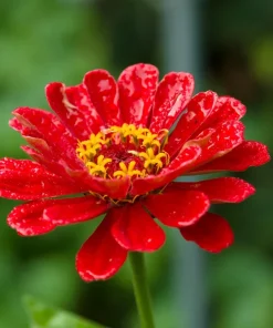 250 Mixed Zinnia Linearis Angustifolia Seeds - Classic Narrow Leaf Flower - Image 9