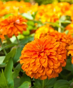 250 Orange King Zinnia Elegans Flower Seeds - Vibrant Orange Blooms - Image 10
