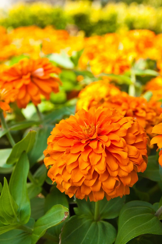 250 Orange King Zinnia Elegans Flower Seeds - Vibrant Orange Blooms - Image 10
