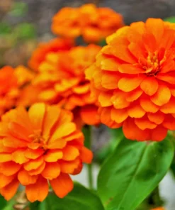 250 Orange King Zinnia Elegans Flower Seeds - Vibrant Orange Blooms - Image 2