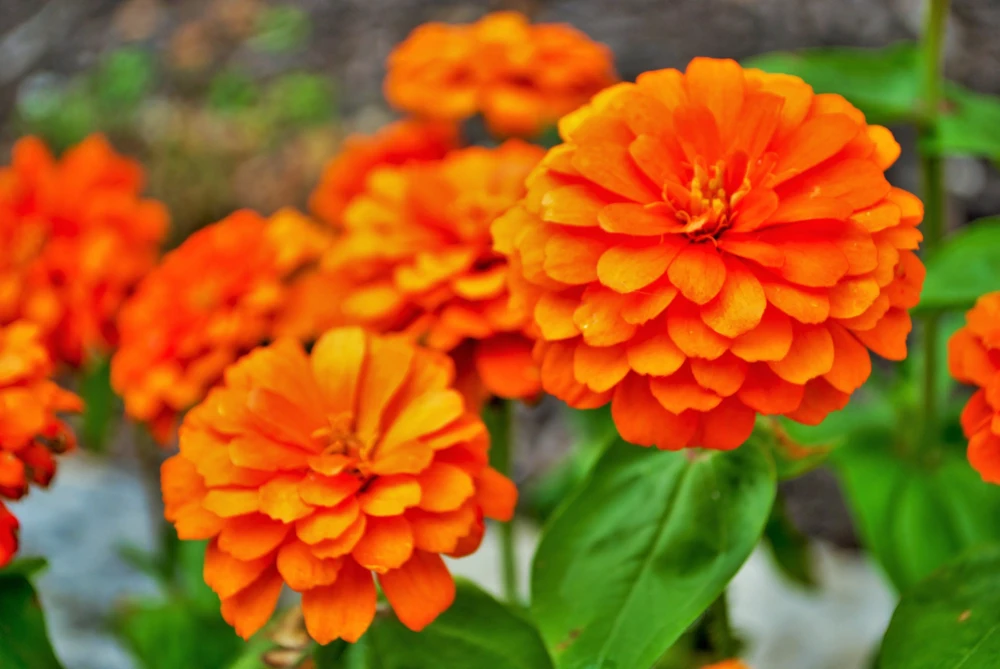 250 Orange King Zinnia Elegans Flower Seeds - Vibrant Orange Blooms - Image 2