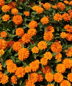 250 Orange King Zinnia Elegans Flower Seeds - Vibrant Orange Blooms - Image 3