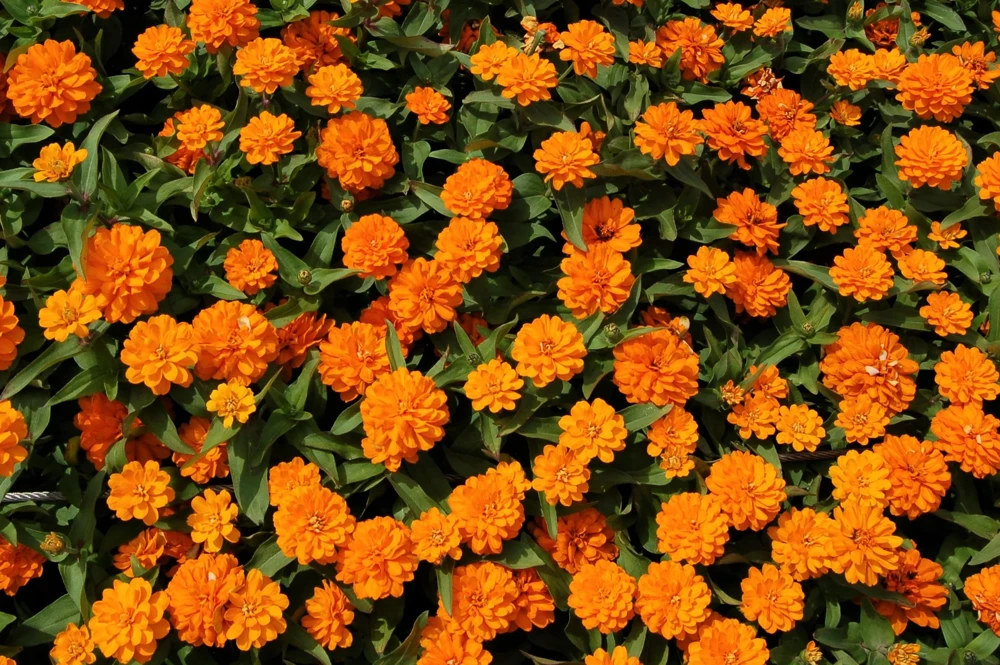 250 Orange King Zinnia Elegans Flower Seeds - Vibrant Orange Blooms - Image 3