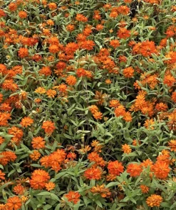 250 Orange King Zinnia Elegans Flower Seeds - Vibrant Orange Blooms - Image 4