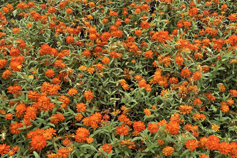 250 Orange King Zinnia Elegans Flower Seeds - Vibrant Orange Blooms - Image 4