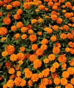 250 Orange King Zinnia Elegans Flower Seeds - Vibrant Orange Blooms - Image 5