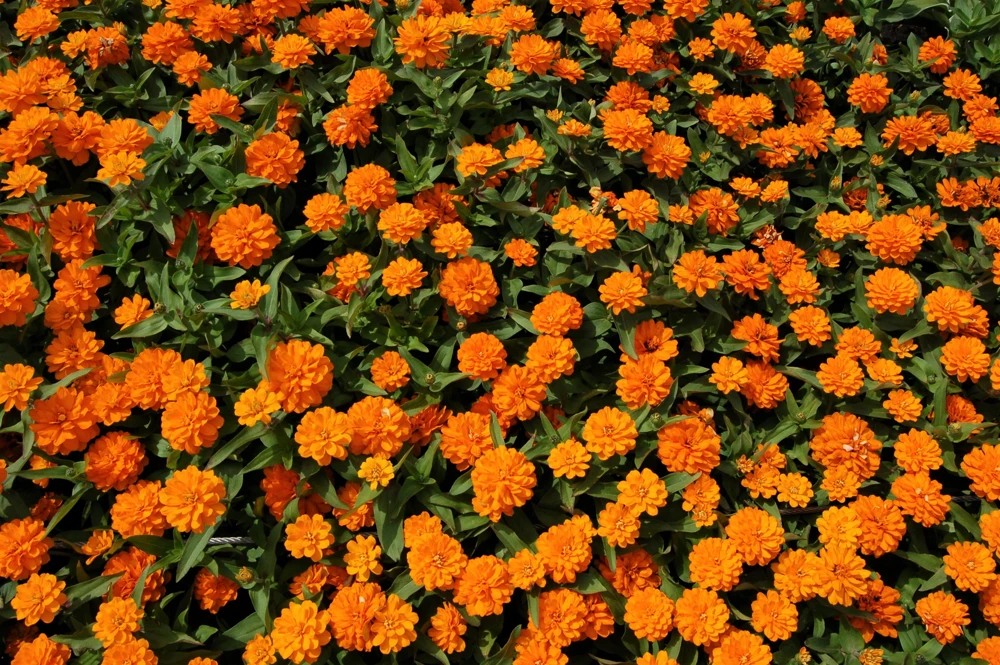 250 Orange King Zinnia Elegans Flower Seeds - Vibrant Orange Blooms - Image 5