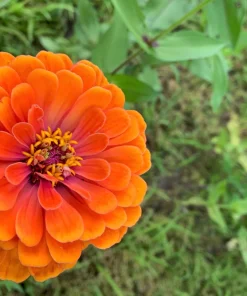 250 Orange King Zinnia Elegans Flower Seeds - Vibrant Orange Blooms - Image 6