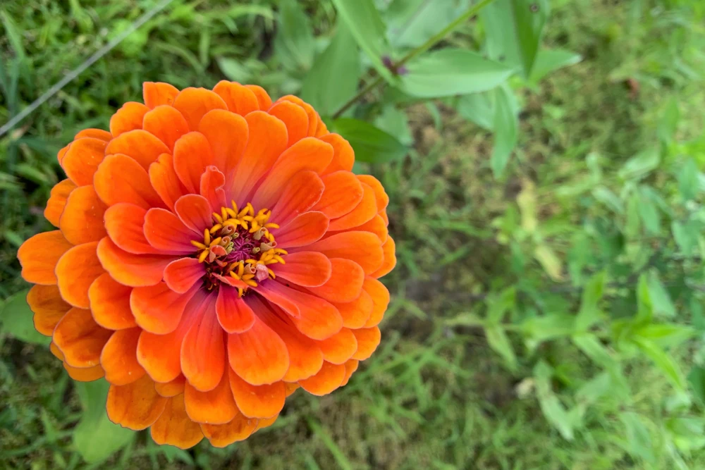 250 Orange King Zinnia Elegans Flower Seeds - Vibrant Orange Blooms - Image 6