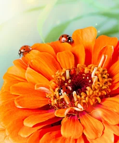 250 Orange King Zinnia Elegans Flower Seeds - Vibrant Orange Blooms - Image 7