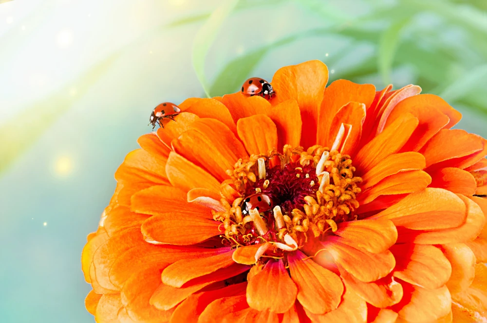250 Orange King Zinnia Elegans Flower Seeds - Vibrant Orange Blooms - Image 7