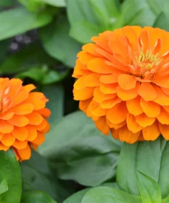 250 Orange King Zinnia Elegans Flower Seeds - Vibrant Orange Blooms - Image 8