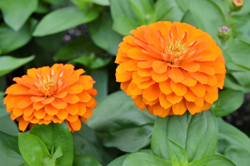 250 Orange King Zinnia Elegans Flower Seeds - Vibrant Orange Blooms - Image 8