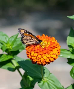250 Orange King Zinnia Elegans Flower Seeds - Vibrant Orange Blooms - Image 9