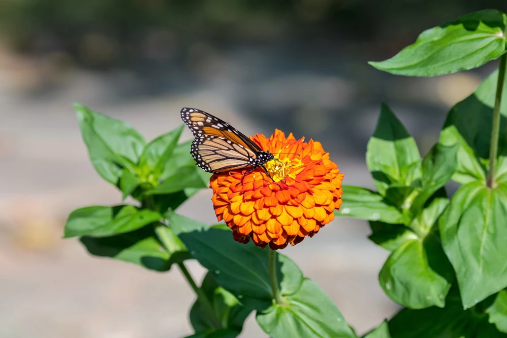 250 Orange King Zinnia Elegans Flower Seeds - Vibrant Orange Blooms - Image 9