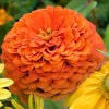 250 Orange King Zinnia Elegans Flower Seeds - Vibrant Orange Blooms - Image 1