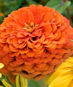 250 Orange King Zinnia Elegans Flower Seeds - Vibrant Orange Blooms - Image 1