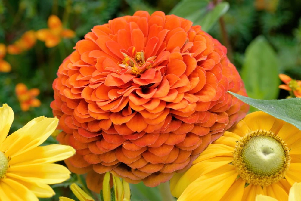 250 Orange King Zinnia Elegans Flower Seeds - Vibrant Orange Blooms - Image 1