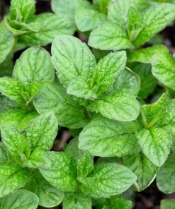 250 Peppermint Mint Herb Seeds - Mentha Piperita for Garden - Image 2