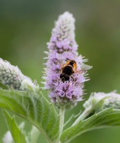 250 Peppermint Mint Herb Seeds - Mentha Piperita for Garden - Image 3