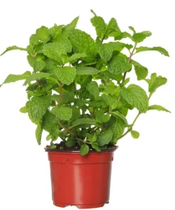 250 Peppermint Mint Herb Seeds - Mentha Piperita for Garden - Image 4