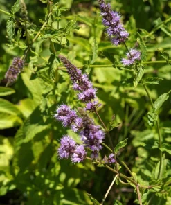 250 Peppermint Mint Herb Seeds - Mentha Piperita for Garden - Image 5