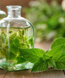 250 Peppermint Mint Herb Seeds - Mentha Piperita for Garden - Image 1