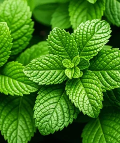 250 Peppermint Mint Herb Seeds - Mentha Piperita for Garden - Image 6