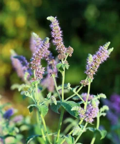 250 Peppermint Mint Herb Seeds - Mentha Piperita for Garden - Image 8