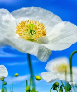 250 Persian White Poppy Seeds - Papaver Somniferum Flower Seeds, 36-48" Tall, White Blooms - Image 2