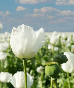 250 Persian White Poppy Seeds - Papaver Somniferum Flower Seeds, 36-48