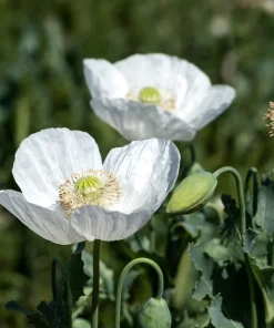 250 Persian White Poppy Seeds - Papaver Somniferum Flower Seeds, 36-48