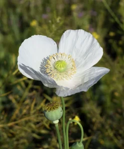 250 Persian White Poppy Seeds - Papaver Somniferum Flower Seeds, 36-48