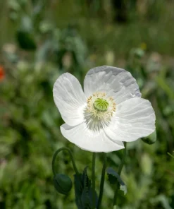 250 Persian White Poppy Seeds - Papaver Somniferum Flower Seeds, 36-48
