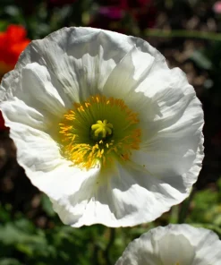 250 Persian White Poppy Seeds - Papaver Somniferum Flower Seeds, 36-48