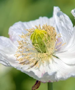 250 Persian White Poppy Seeds - Papaver Somniferum Flower Seeds, 36-48