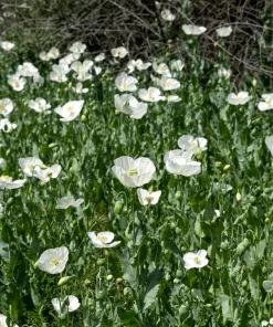 250 Persian White Poppy Seeds - Papaver Somniferum Flower Seeds, 36-48