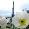 250 Persian White Poppy Seeds - Papaver Somniferum Flower Seeds, 36-48" Tall, White Blooms - Image 1