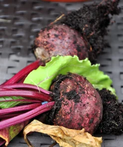 250 Piatta D'Egitto Beet Seeds - Italian Heirloom Vegetable Seeds - Image 2
