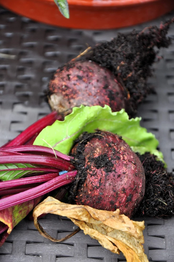 250 Piatta D'Egitto Beet Seeds - Italian Heirloom Vegetable Seeds - Image 2