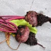 250 Piatta D'Egitto Beet Seeds - Italian Heirloom Vegetable Seeds - Image 1